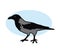 Crow on a blue background. A proud black bird. Cartoon.