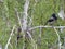 a crow on a branch near its nest looks at the chicks, a crow sits on a birch branch.