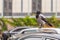 Crow on car roof. Bird sitting on car at city street. Sign or omen for superstitious people