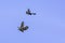Crow chasing buzzard away