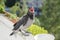 Crow chickens on the background of a blooming balcony and grapes,spring background. sitting with an open mouth and wants to eat