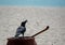 Crow on a clay pot on the beach