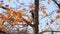 Crow cleans feathers on an autumn tree