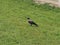 Crow Corvus bird animal