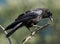 Crow - Corvus branchyrhynchos