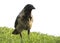 Crow, Corvus monedula, single bird on a meadow. Crows isolate on a white background