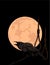 Crow croaks against a full moon