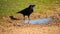 A Crow drinking water