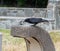 A crow drinking water out of the drinking fountain at the rest area in California