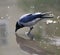 Crow drinks from a dirty spring puddle