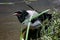 The crow drinks water from the river