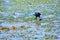 Crow eating a crab during low tide in Bainbridge Island Eagle Harbor