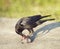 Crow eating a fish