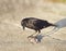 Crow eating a fish