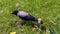 Crow eating on grass in a local garden