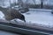 Crow eating outside the window in winter