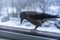 Crow eating outside the window in winter