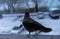 Crow eating outside the window in winter