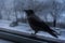 Crow eating outside the window in winter