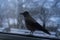 Crow eating outside the window in winter