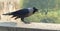 A crow eating a piece of food in beak