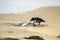 Crow eating a seagull on a sandy beach in Ireland