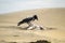 Crow eating a seagull on a sandy beach in Ireland