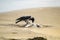 Crow eating a seagull on a sandy beach in Ireland