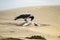 Crow eating a seagull on a sandy beach in Ireland