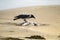 Crow eating a seagull on a sandy beach in Ireland