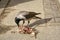 Crow eats a dead bird