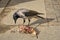 Crow eats a dead bird