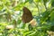 Crow eggfly or Hypolimnas anomala, Satara, Maharashtra