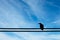 Crow on an electric wire under blue sky background