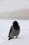 Crow on the embankment during the blizzards