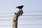 Crow on fence in KL Auschwitz