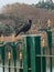 Crow, fence, trees, lake, bird, black bird, water