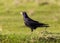 Crow in the field with green grass