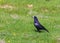 Crow in the field with green grass