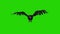 Crow Flies Loop Front Green Screen Halloween Horror 3D Rendering Animation