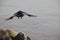 A crow flies over the lake
