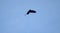 Crow in flight through blue skies