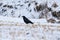 A Crow in Flight on the Prairies in Winter