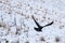 A Crow in Flight on the Prairies in Winter