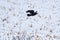 A Crow in Flight on the Prairies in Winter