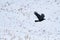 A Crow in Flight on the Prairies in Winter