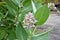 Crow flowers