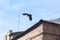 Crow flying above the city building