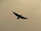 Crow flying in cloudy sky after dust storm causing dusty colour with wide open wings