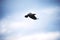 Crow flying in the sky